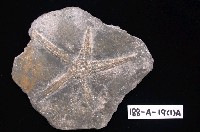 藏品(海星)的圖片